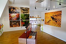 Mehiläisten luonnontieteellinen historia- Piikkimehiläiset ja invasiiviset lajit-Le Havre.jpg