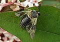 English: An Abia fasciata imago. Français : Un imago d'Abia fasciata.