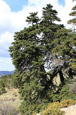 Spanish fir trees (Abies pinsapo) in the Sierra de las Nieves