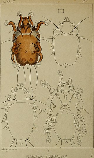 <span class="mw-page-title-main">Avenzoariidae</span> Family of mites