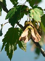 Douglas Maple (Acer glabrum)