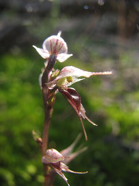 File:Acianthus collinus labellum.jpg