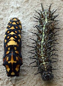 Garden acraea (A. horta) pupa (left) and caterpillar Acraea horta00.jpg