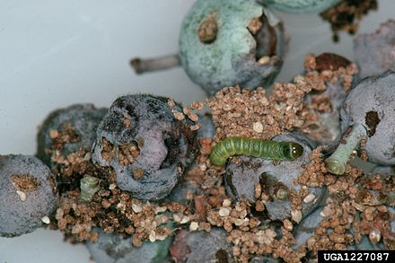 Larvae Acrobasis vaccinii.jpg