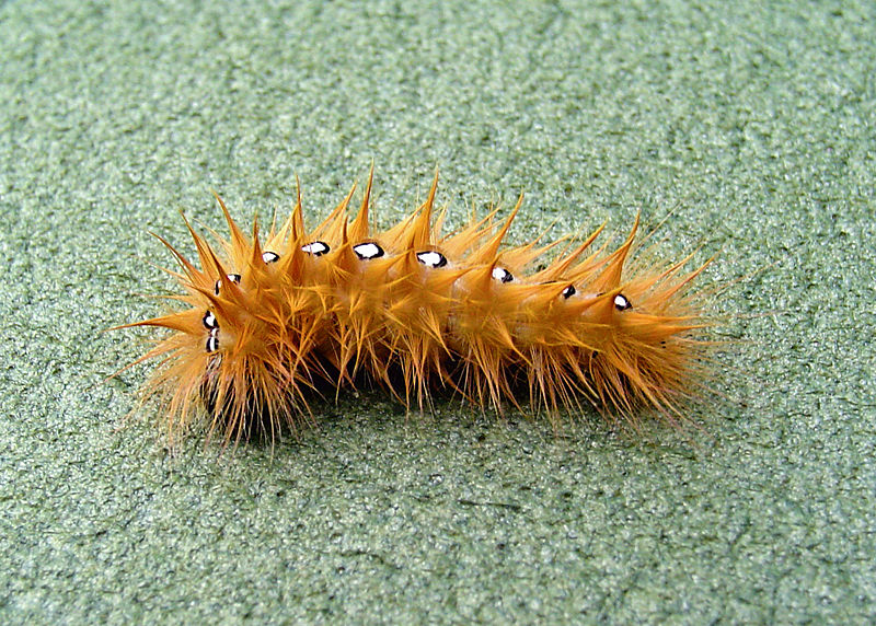 File:Acronicta aceris caterpillar LC0001.jpg