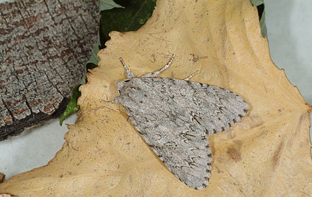 Acronicta americana