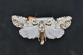 Acronicta ybasis