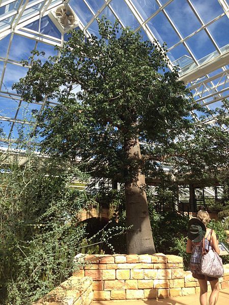 File:Adansonia digitata Affenbortbaum in Kirstenbosch.jpg