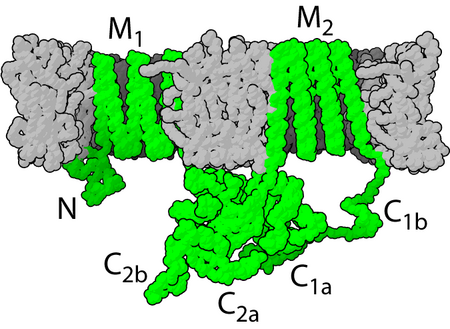 Tập_tin:Adenylyl_cyclase.png