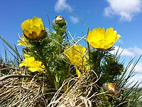 Adonis vernalis sl10.jpg