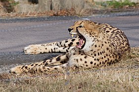 Gepard