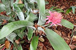 Aechmea fasciata kz2.JPG