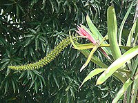 Aechmea setigera (9274531551).jpg