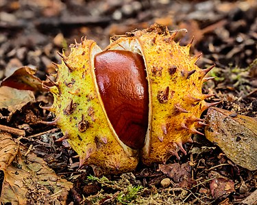 Afgevallen kastanje van een paardenkastanje (Aesculus) 10-10-2020 (d.j.b.) 02