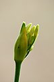 * Nomination Burst bud Agapanthus praecox 'Snow White'. Famberhorst 05:42, 5 November 2014 (UTC) * Promotion Can you have a look at my note? I'm not sure about that. --Cccefalon 06:39, 5 November 2014 (UTC)  Done Small correction.--Famberhorst 16:08, 5 November 2014 (UTC) ok --Cccefalon 12:25, 9 November 2014 (UTC)