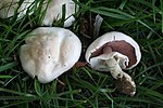 Miniatura para Agaricus pilatianus