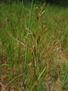 Agrostis capillaris.jpeg