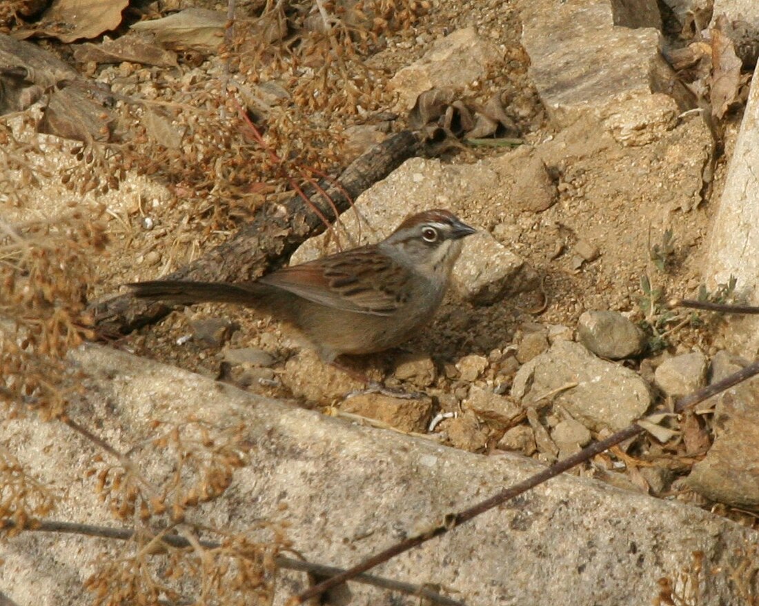 File:Aimophila notosticta.jpg