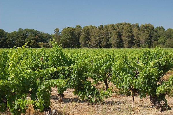 Vineyards in the Coteaux d'Aix-en-Provence region.