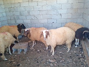 Al-barqawi sheep.jpg