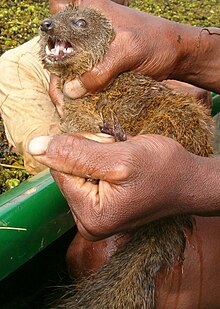 Sebuah karnivora cokelat seperti-garangan dibawa oleh seseorang.