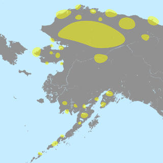 <span class="mw-page-title-main">Denbigh Flint complex</span> Paleo-Inuit archaeological culture