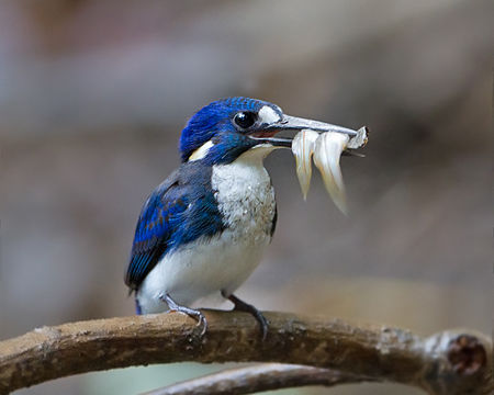 Alcedo pusilla 2 - Daintree Village.jpg