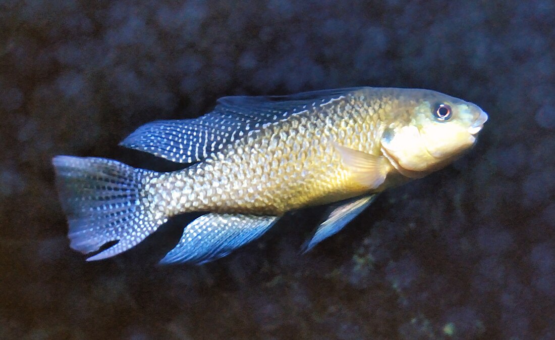 Oreochromis alcalicus