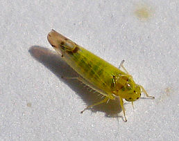 Alebra albostriatella