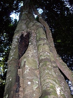 <i>Alectryon subcinereus</i> species of plant