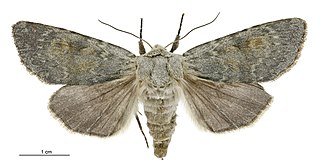 <i>Ichneutica nobilia</i> Species of moth