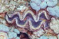 * Nomination Maxima clam (Tridacna maxima), Red Sea, Egypt --Poco a poco 11:08, 5 August 2023 (UTC) * Promotion  Support Good quality. --Ermell 11:16, 5 August 2023 (UTC)