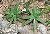 Aloe ellenbeckii (Aloe dumetorum) - Krohn Conservatory - DSC03554.JPG