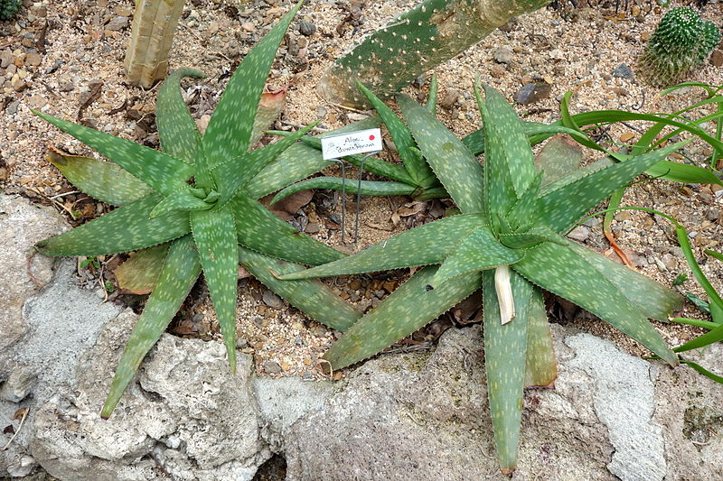 File:Aloe ellenbeckii (Aloe dumetorum) - Krohn Conservatory - DSC03554.JPG