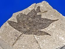 Fossil leaf of Liquidambar from Pliocene of Italy Altingiaceae - Liquidambar species.JPG