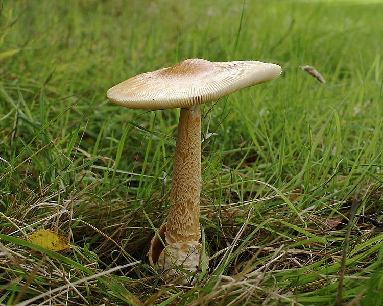 File:Amanita crocea Lennoxtown.jpg