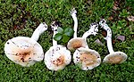Купка грибів Amanita ocreata