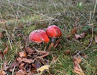 Amanite tue-mouche - Jura 1200 m.