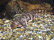 Ambystoma tigrinum mavortium1.jpg