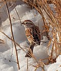 Thumbnail for File:American tree sparrow in CP (41529).jpg