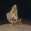 * Nomination Amphigonia cf. hepatizans moth --Charlesjsharp 08:39, 7 May 2022 (UTC) * Promotion  Support Good quality. --Ermell 10:38, 7 May 2022 (UTC)