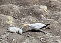 * Nomination A gannet tries to rouse its chick. --Avenue 20:26, 19 February 2011 (UTC) * Decline Not really sharp. Need a crop above IMO --Jebulon 15:25, 26 February 2011 (UTC)