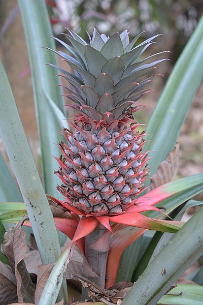 File:Ananas comosus at Peravoor (3).jpg