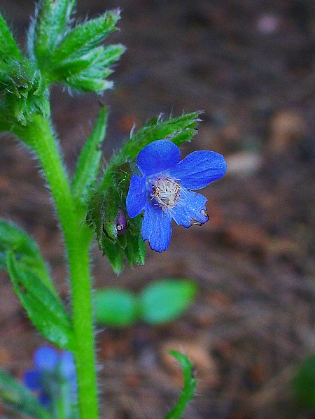 File:Anchusa azurea 003.JPG