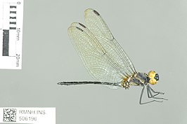 Anectothemis apicalis