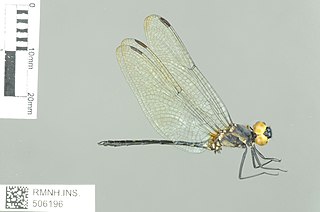 <i>Trithemis apicalis</i> Species of dragonfly