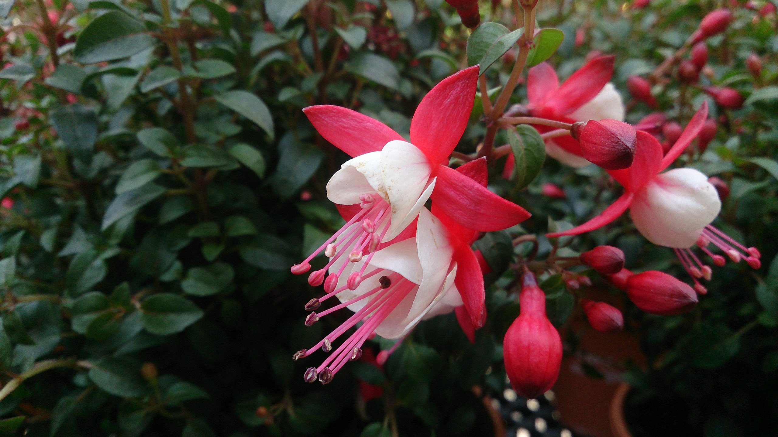 Angel Earrings Double Red Fuchsia (Fuchsia 'Angel Earrings Double Red') in  Augusta Manchester Lewiston Waterville Maine ME at Longfellow's Greenhouses