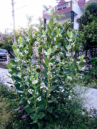 330px-Ankhada_Plant_with_full_bloom.jpg