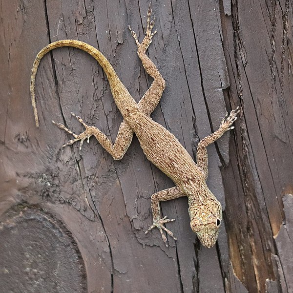 File:Anolis distichus 169399381.jpg