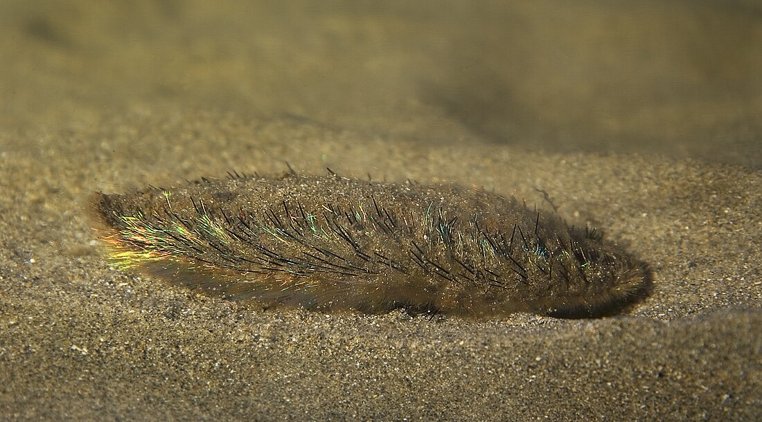 File:Aphrodita aculeata (Sea mouse).jpg